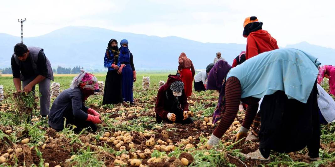 Asgari ücretlinin yine cebi yanacak! Hasat başladı ama fiyatlar memnun etmedi: Kilosu 24 liradan satılacak 2
